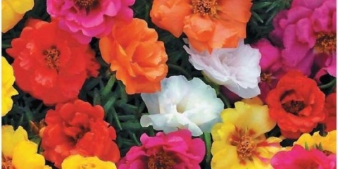 Portulak: raste iz sjemena, kada se sadi u rasad